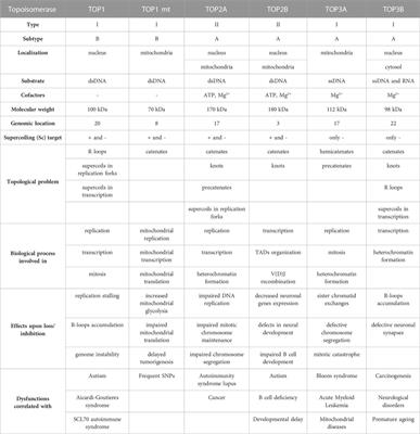 Women’s contribution in understanding how topoisomerases, supercoiling, and transcription control genome organization